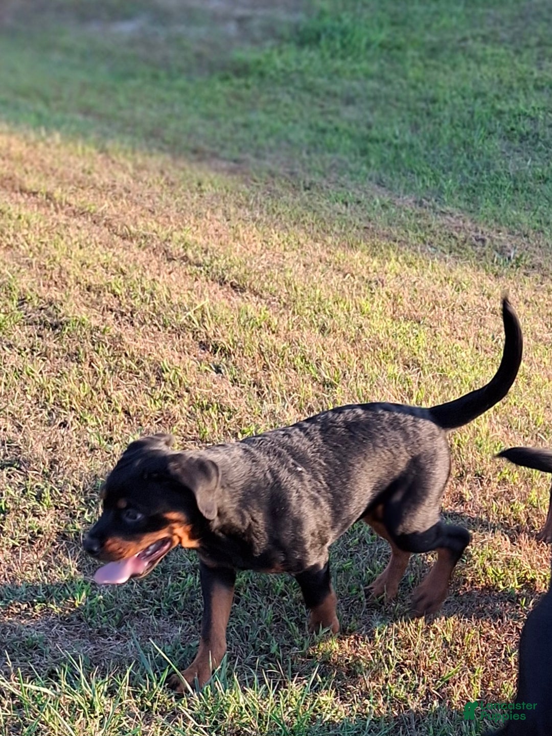 Rottweiler dogs for sale: Rottweiler Puppy 5 - Ad 1