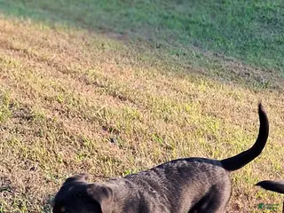 Rottweiler dogs Rottweiler Puppy 5 - Ad 10