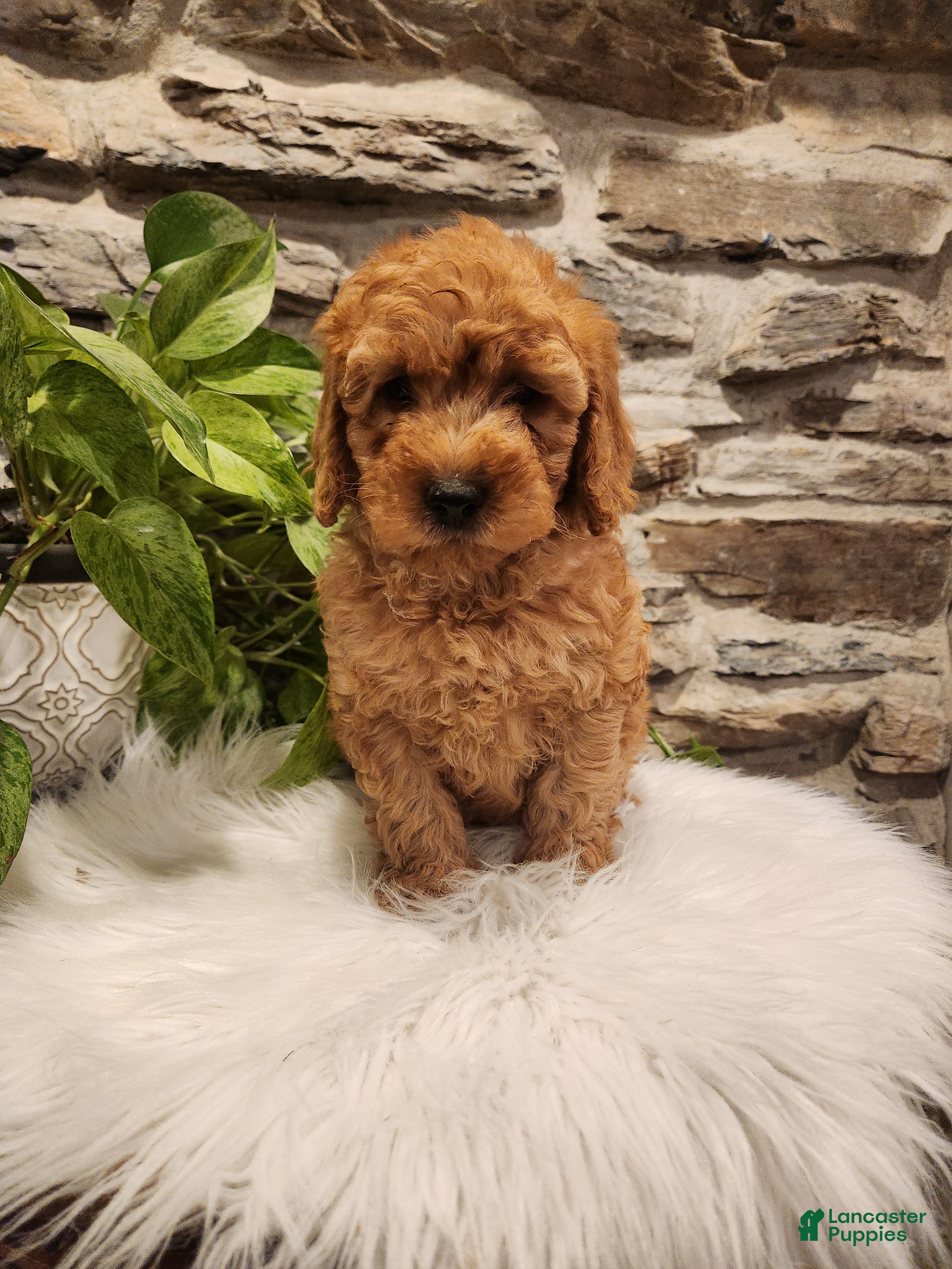 Mini Goldendoodle dogs for sale: BLAZE - Mini Goldendoodle Fluffy Puppy 5 - Ad 4