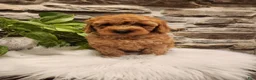 Mini Goldendoodle dogs for sale: BLAZE - Mini Goldendoodle Fluffy Puppy - Ad 19