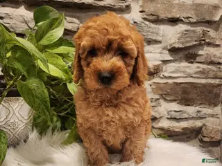 Mini Goldendoodle dogs for sale: BLAZE - Mini Goldendoodle Fluffy Puppy 5 - Ad 4