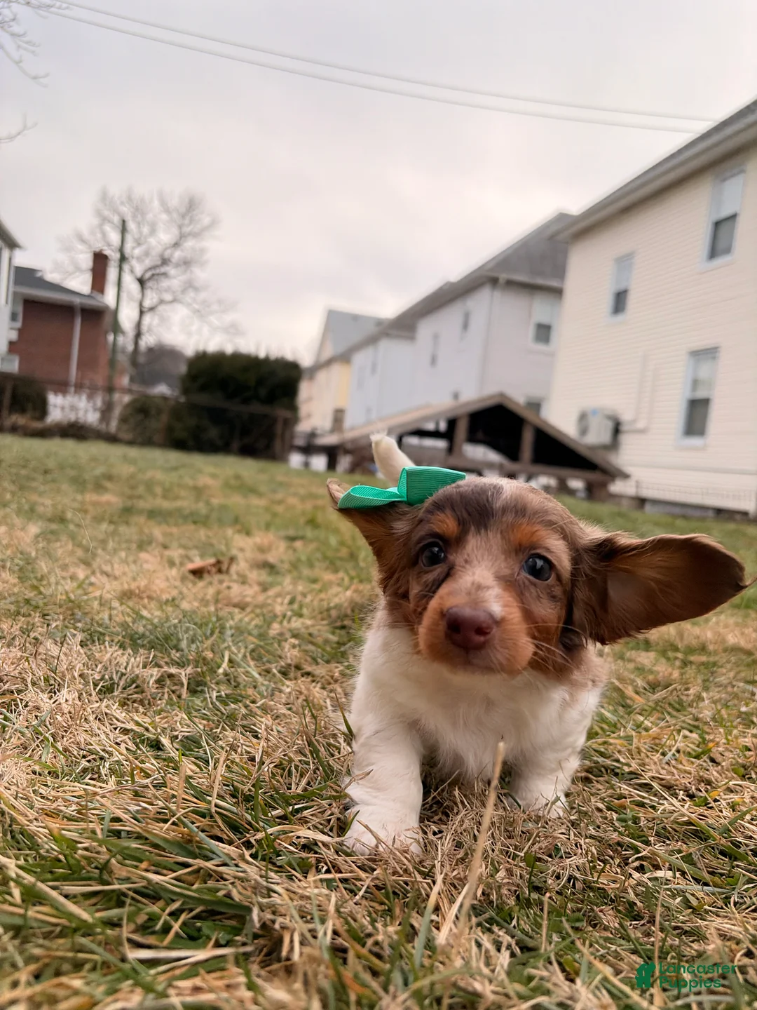 Miniature Dachshund dogs for sale: Keke - Ad 7