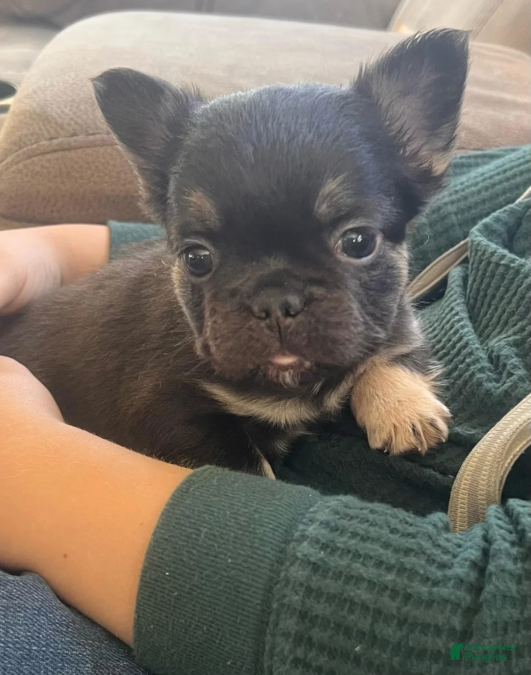 French Bulldog dogs for sale: Bitsy  - Ad 5
