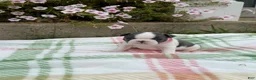 Boston Terrier dogs for sale: Boston Terrier 2 (Leia) - Ad 9