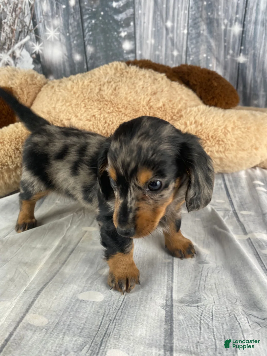 Miniature Dachshund dogs for sale: Molly - Ad 4