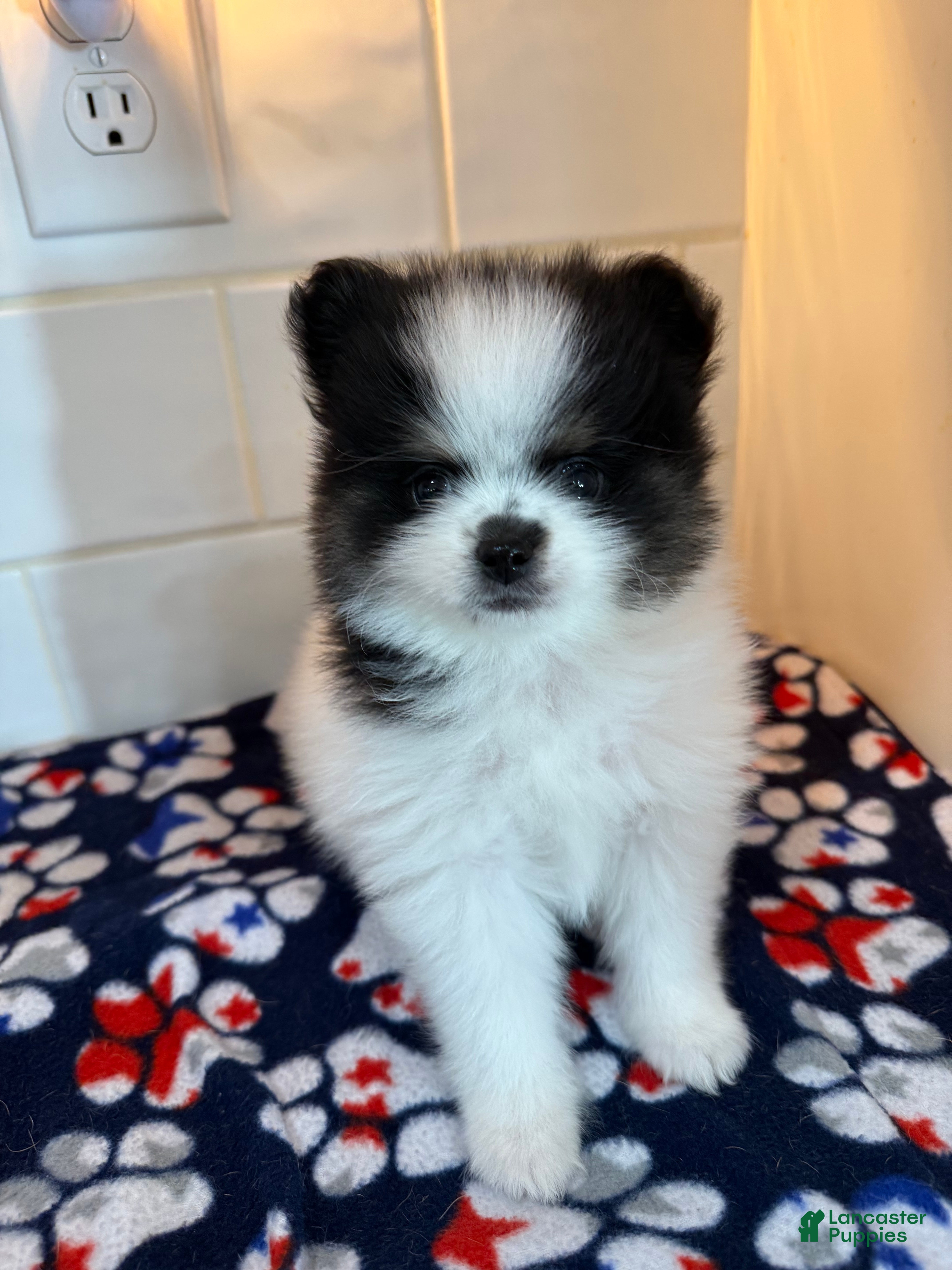 Pomeranian dogs Leo - Ad 1