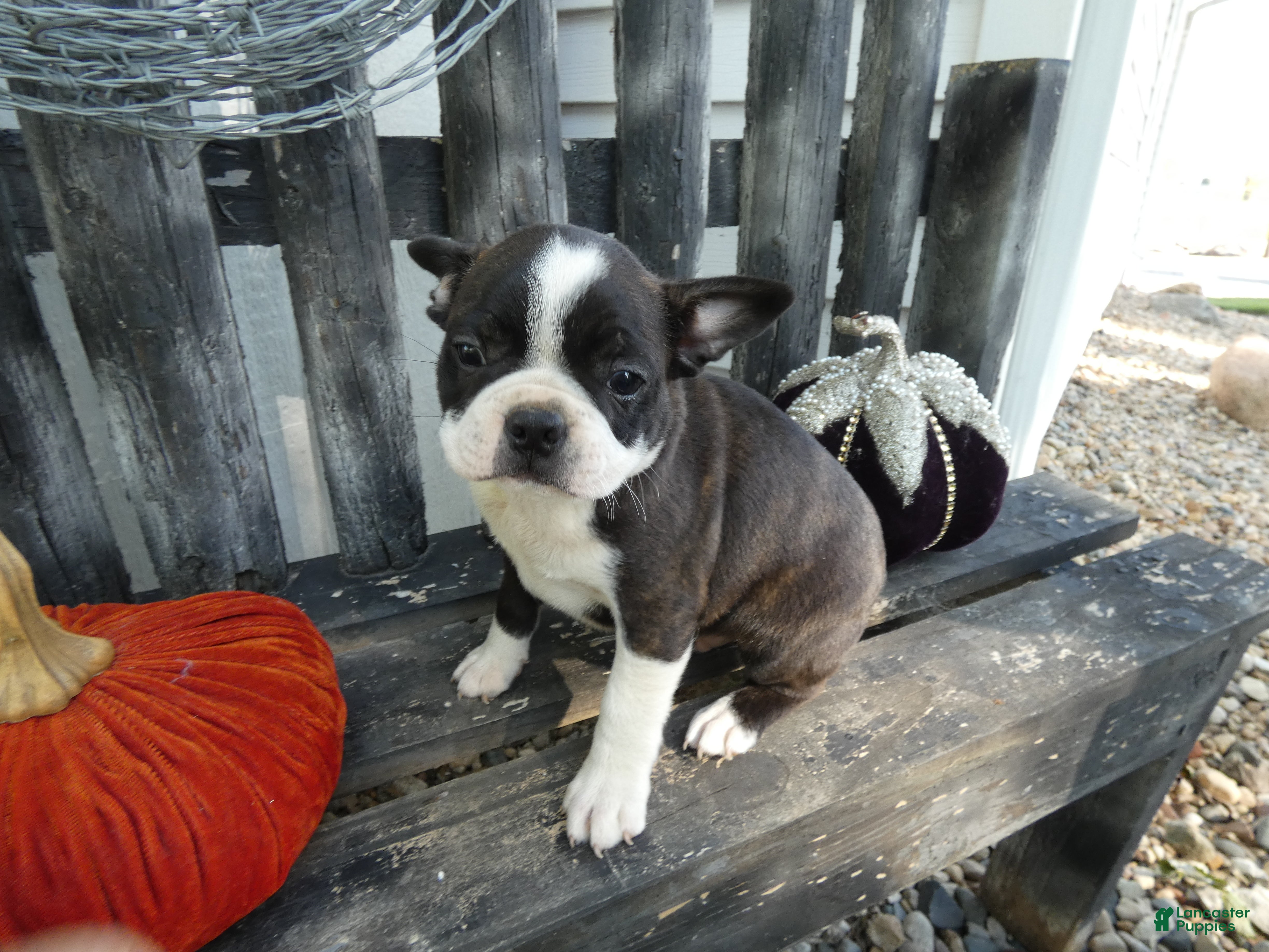 Boston Terrier dogs for sale: Boston Terrier 2 Asher - Ad 37