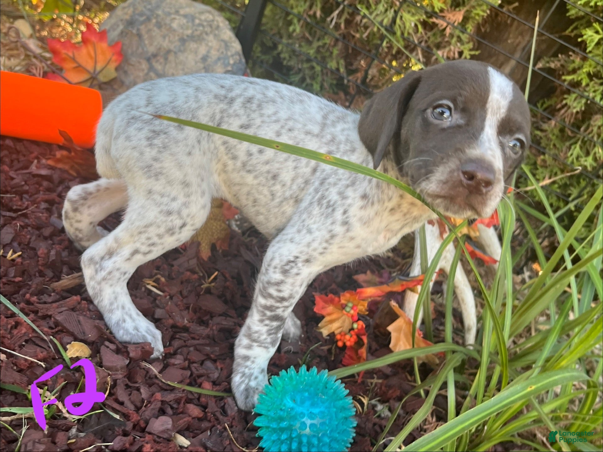 German Shorthaired Pointer dogs F2 - Ad 2