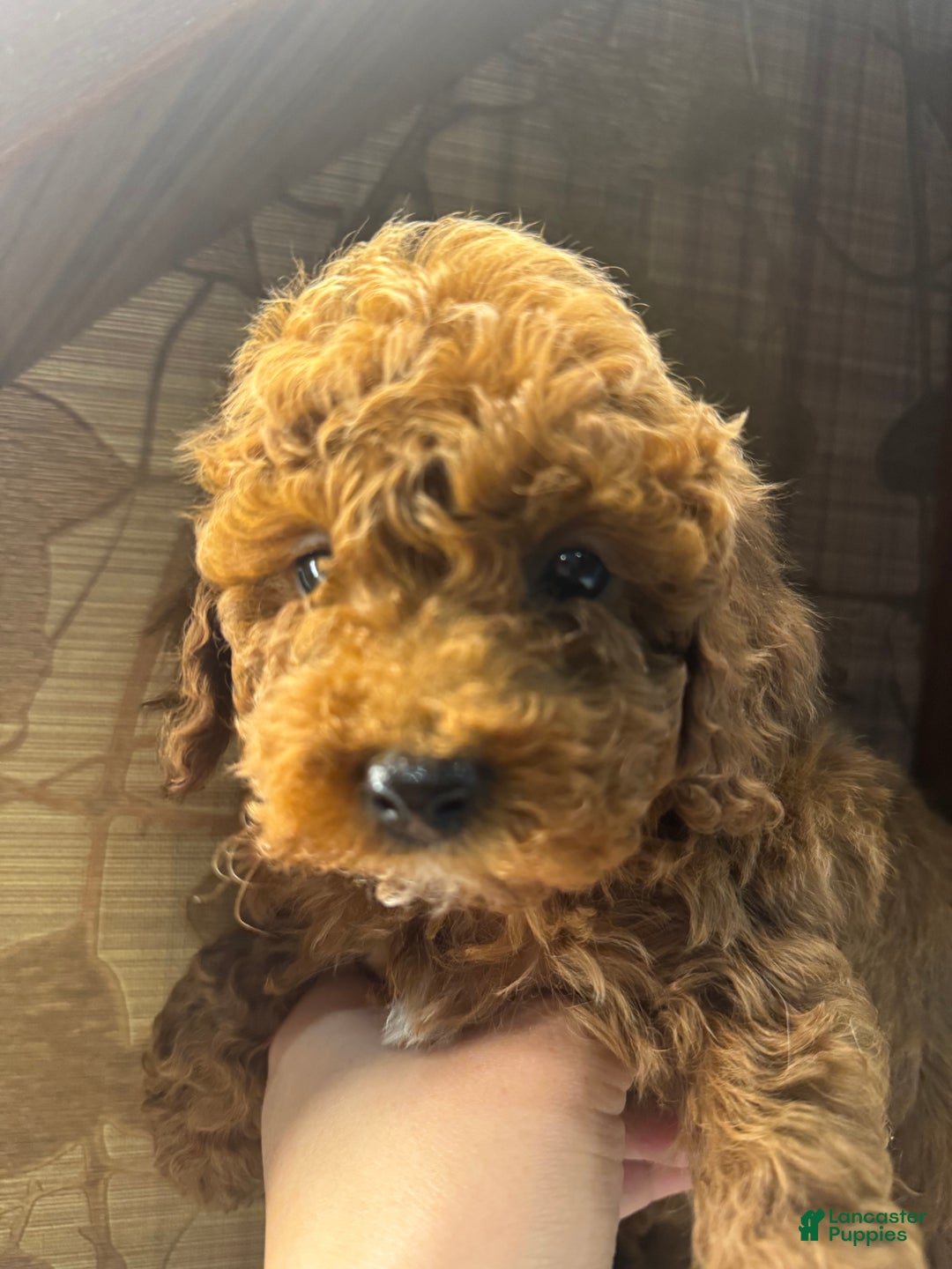 Toy Poodle dogs for sale: Mocha  - Ad 6