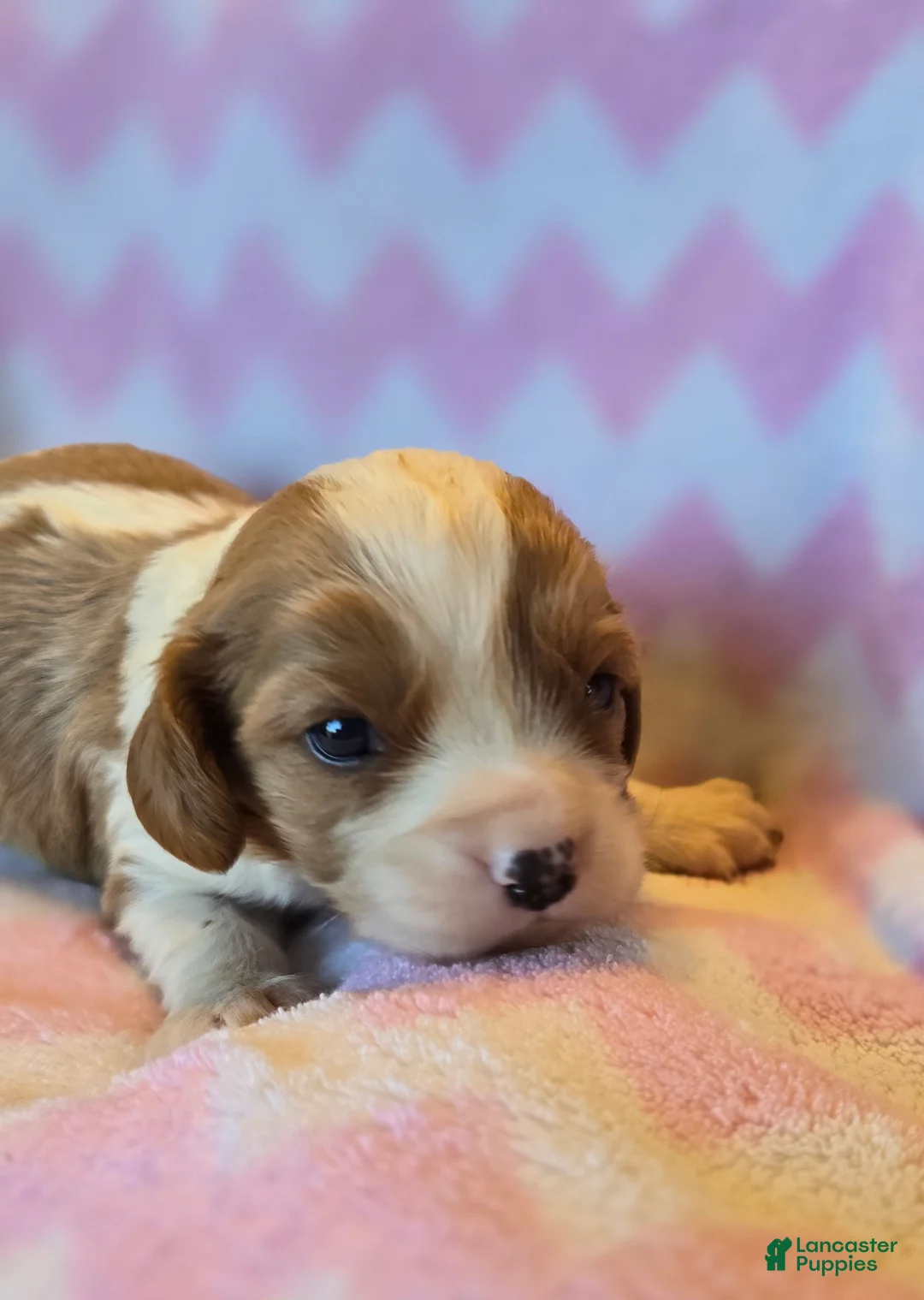 Cavalier King Charles Spaniel dogs for sale: Connor - Ad 1