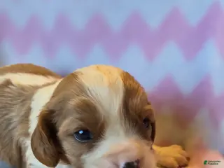 Cavalier King Charles Spaniel dogs for sale: Connor - Ad 4