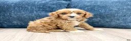Cavapoo dogs for sale: Blake - Ad 5