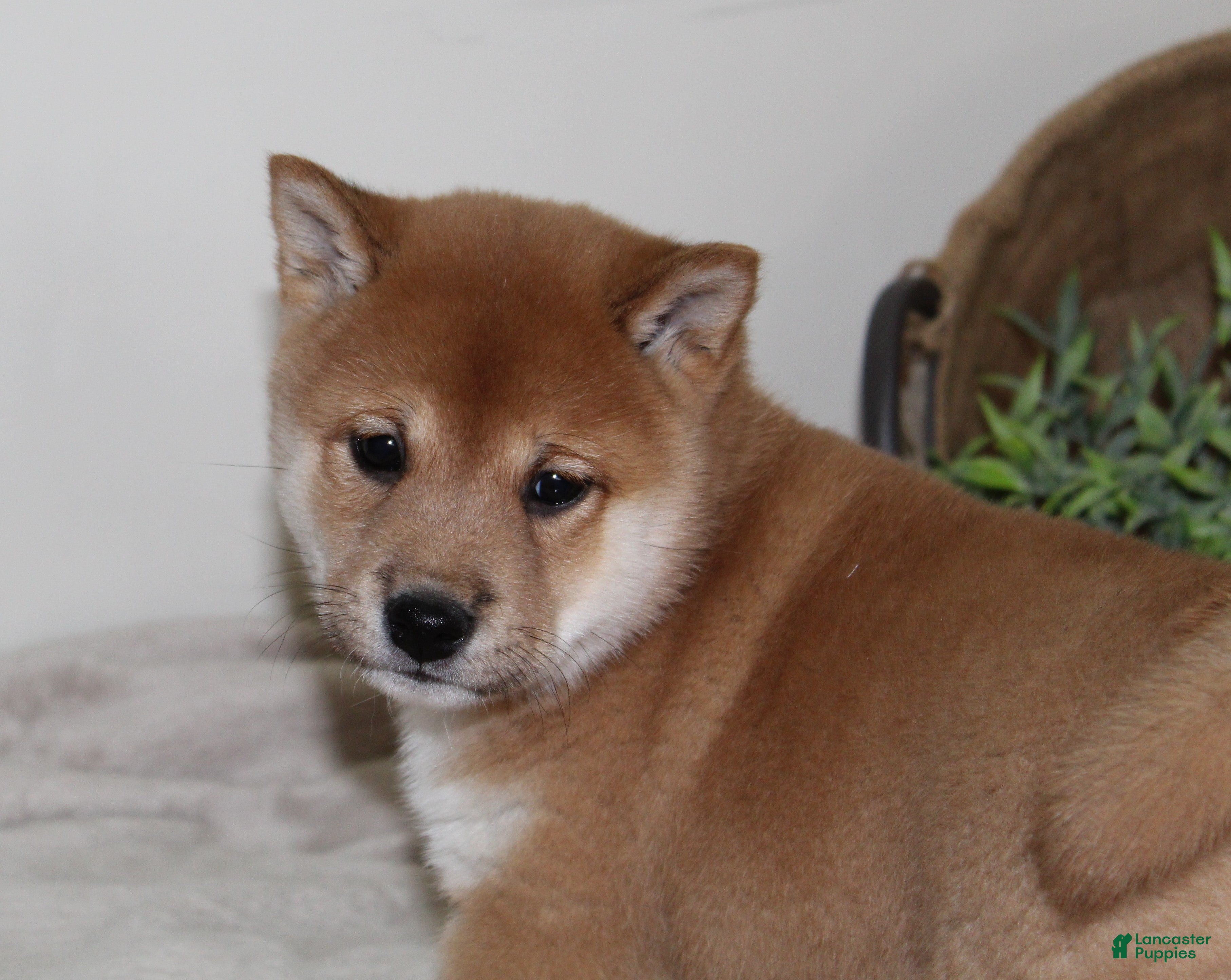 Shiba Inu dogs Tallie - Ad 6