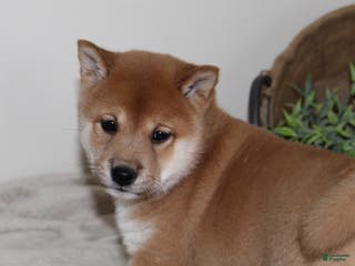 Shiba Inu dogs Tallie - Ad 3