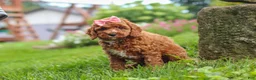 Cavapoo dogs for sale: Elowyn - Ad 4