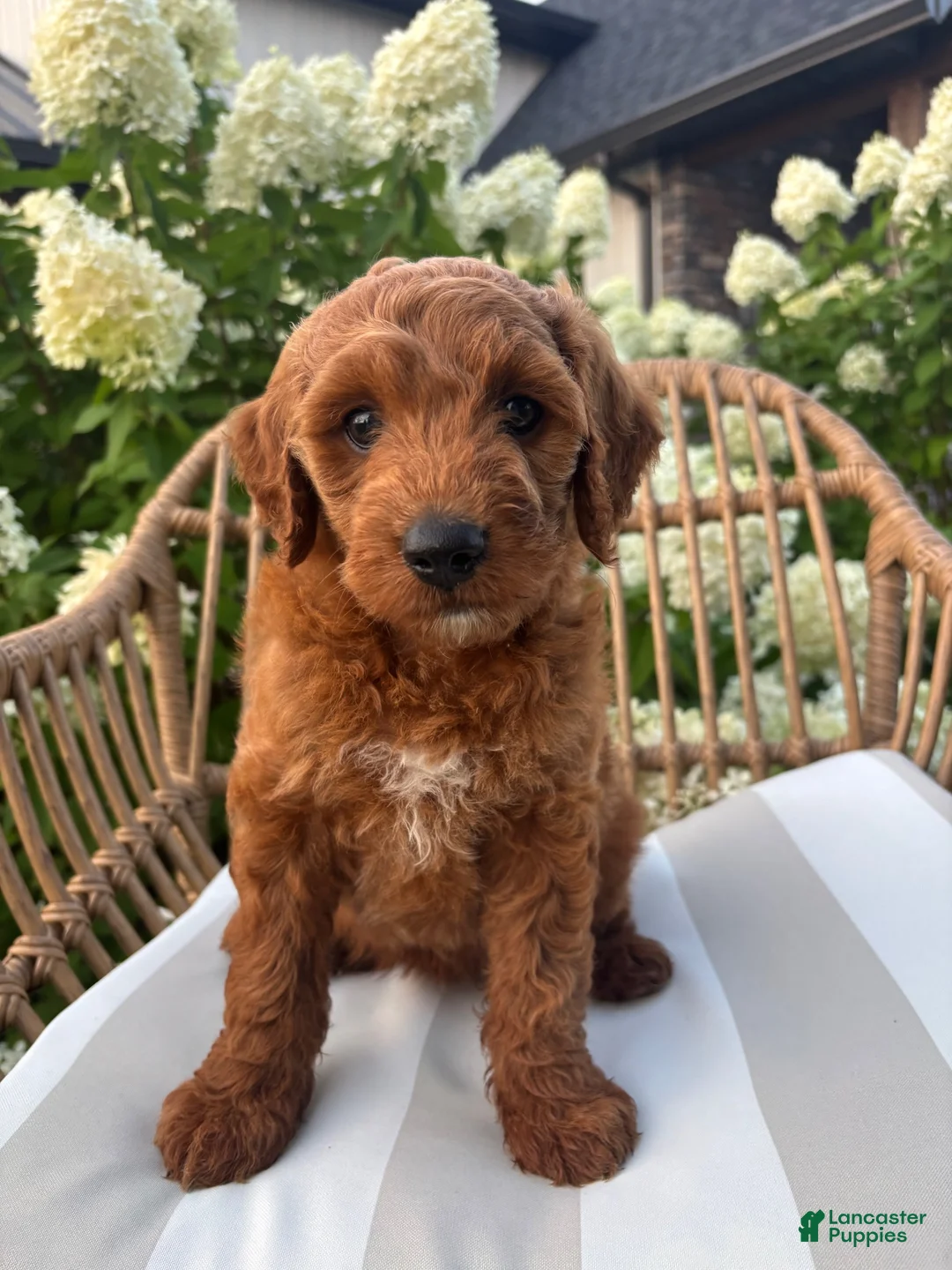 Mini Goldendoodle dogs for sale: Millie - Ad 1