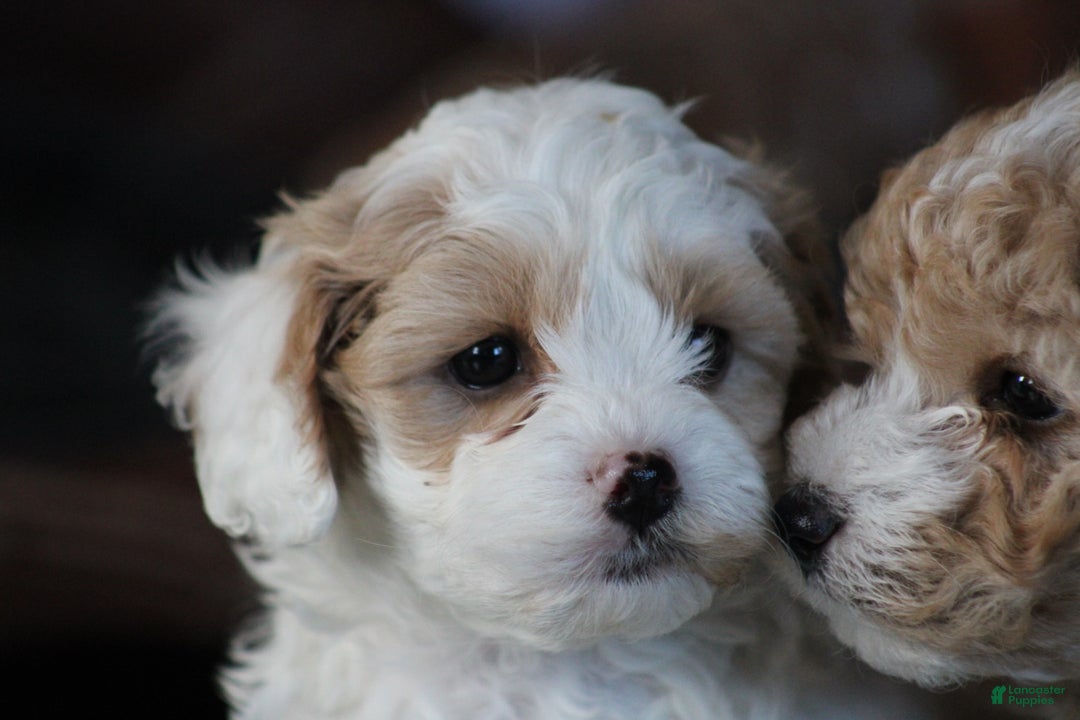 Cavapoo dogs for sale: Theo - Ad 11