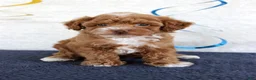 Toy Poodle dogs for sale: Poppy - Ad 5