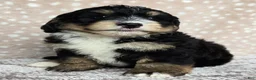 Mini Bernedoodle dogs for sale: Mini Willow - Ad 25