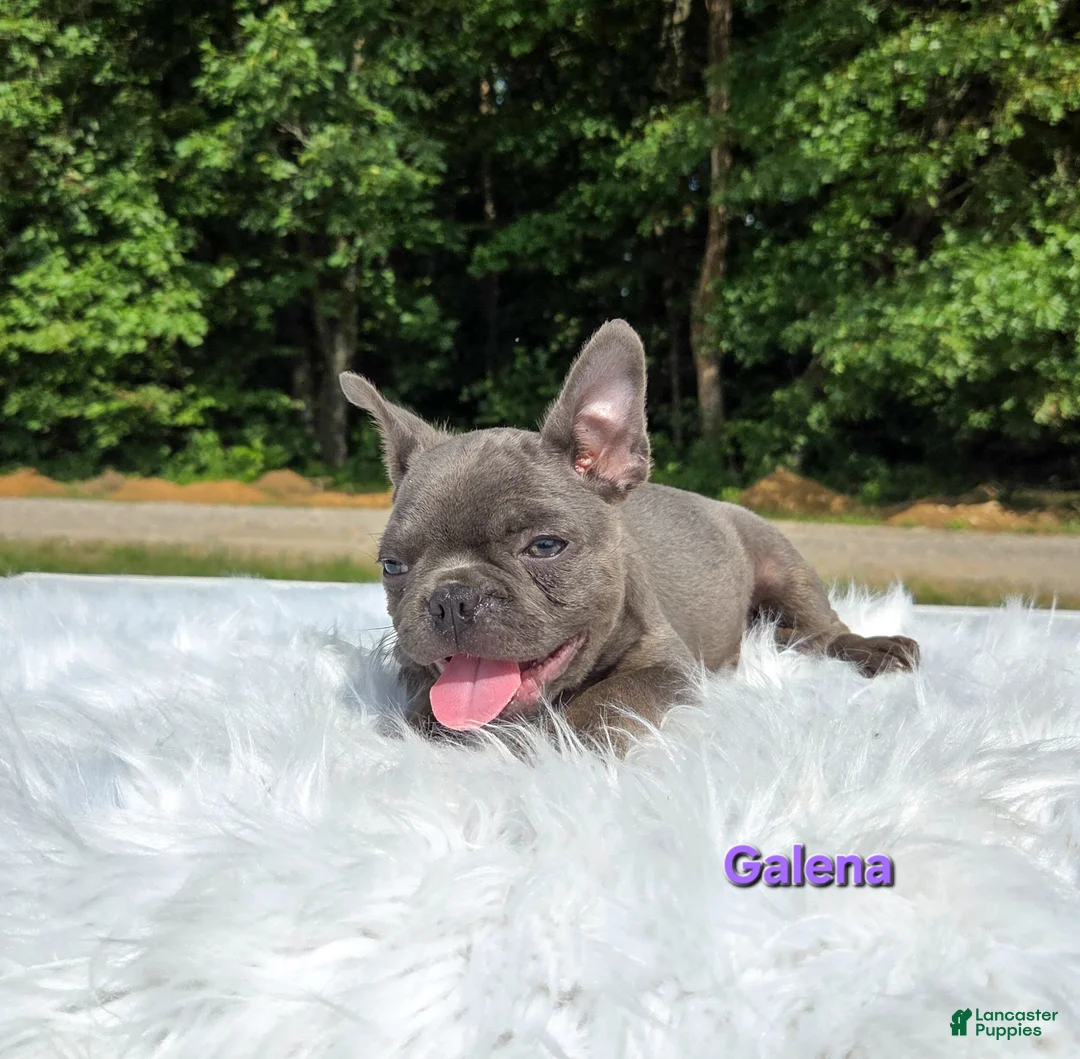 Frenchton dogs for sale: Galena  - Ad 9