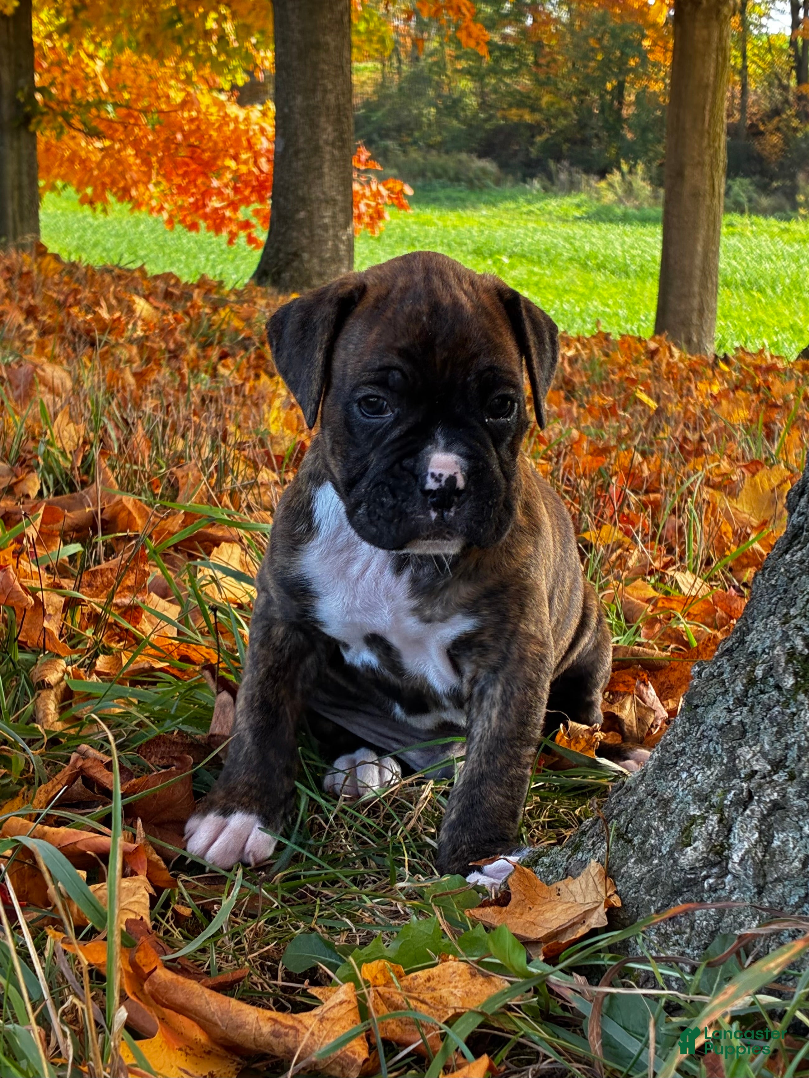 Boxer dogs Israel  - Ad 1