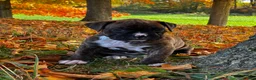 Boxer dogs for sale: Israel  - Ad 1