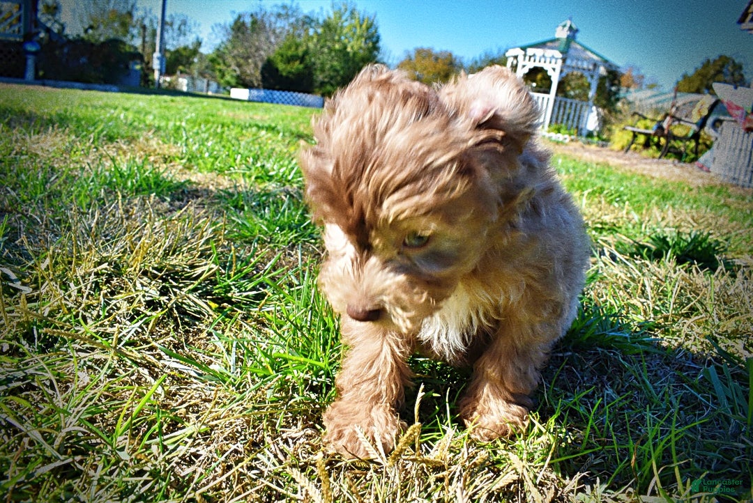 Havapoo dogs for sale: Inky - Ad 8