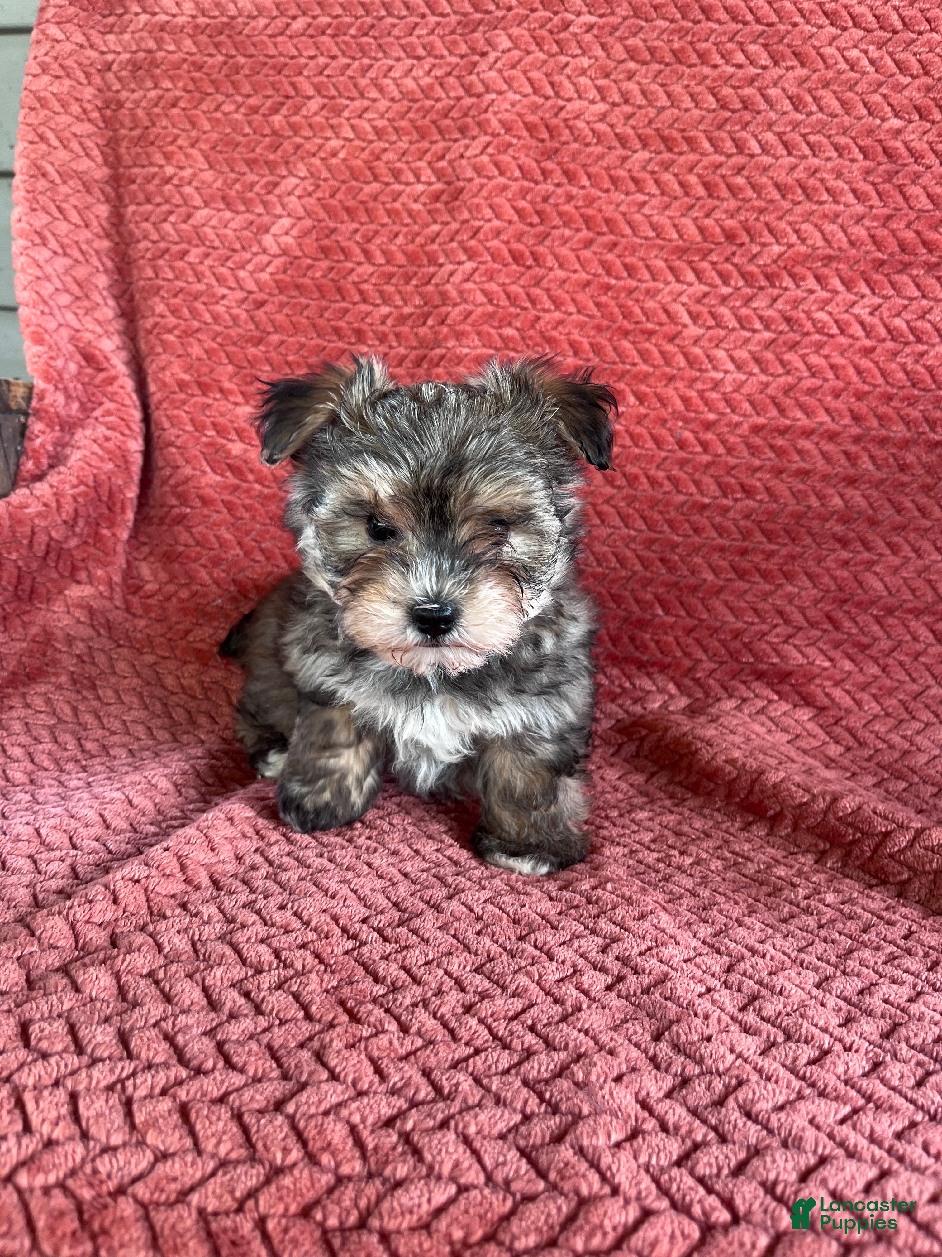 Morkie dogs Theo  - Ad 1