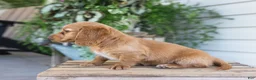 Dachshund dogs for sale: Winnie - Ad 9