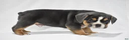 Beabull dogs for sale: Gizmo - Ad 3