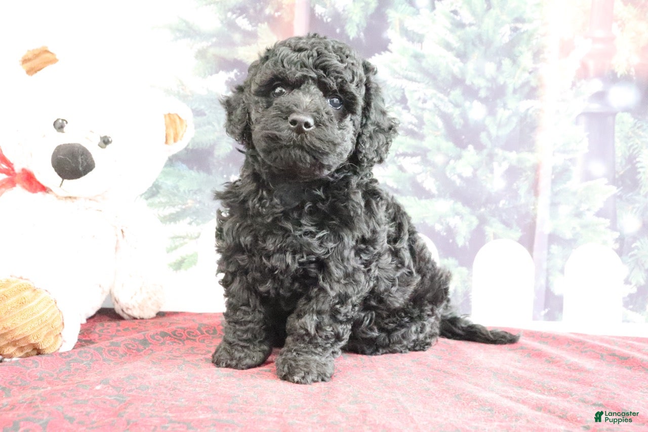 Mini Goldendoodle dogs Valerina - Ad 34