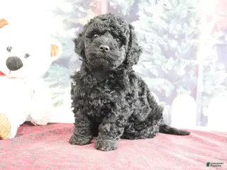 Mini Goldendoodle dogs Valerina - Ad 15
