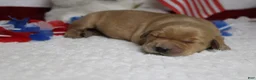 Golden Retriever dogs for sale: Bagel  - Ad 7