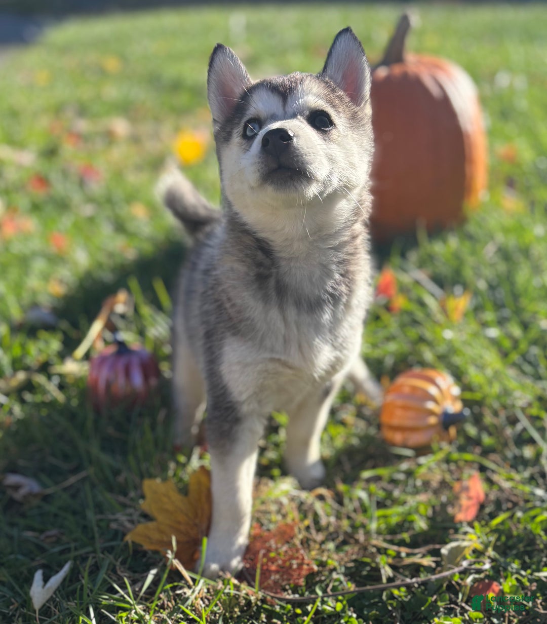 Pomsky dogs for sale: Sophie - Ad 4