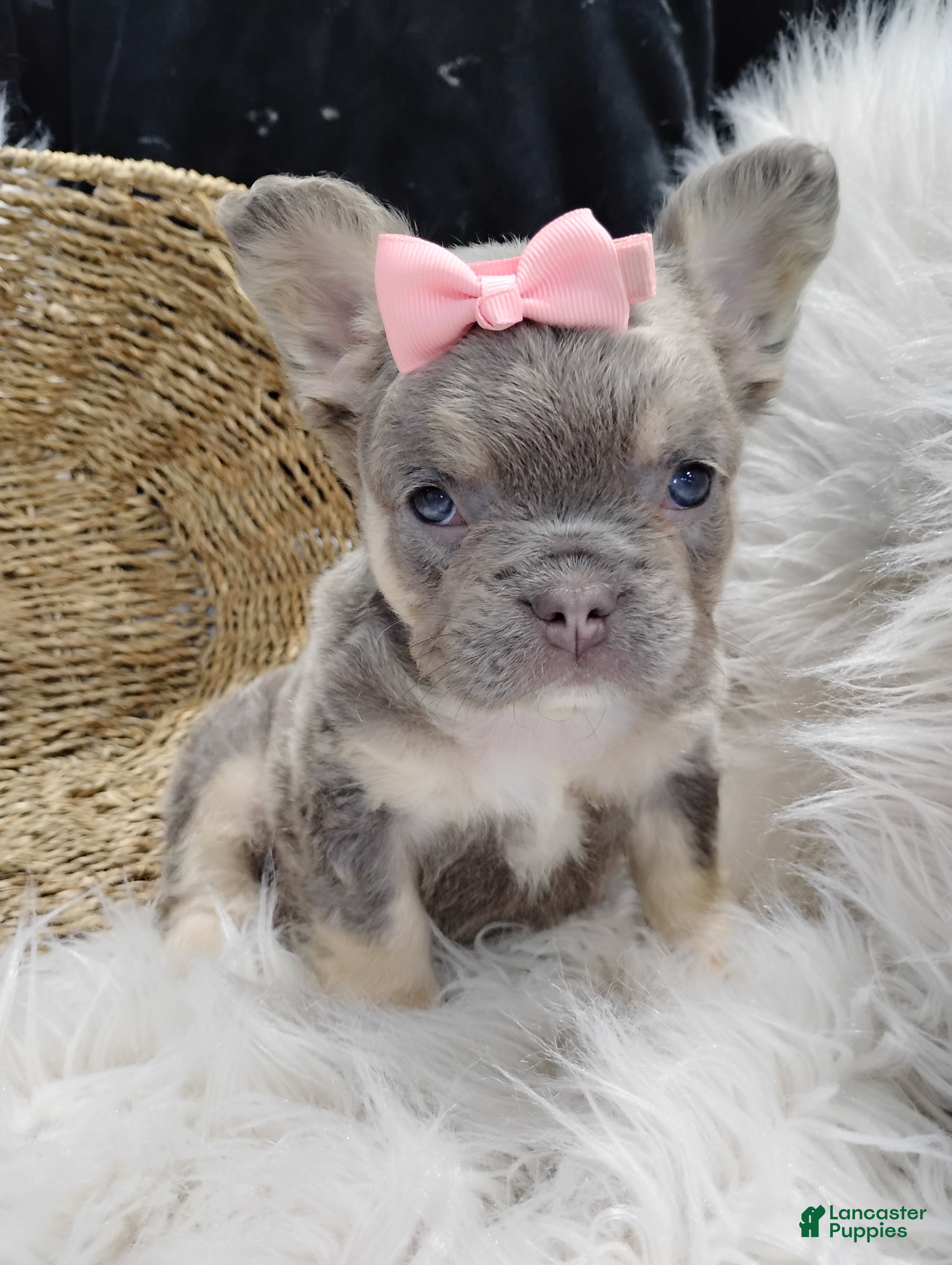 French Bulldog dogs Esme - Ad 1
