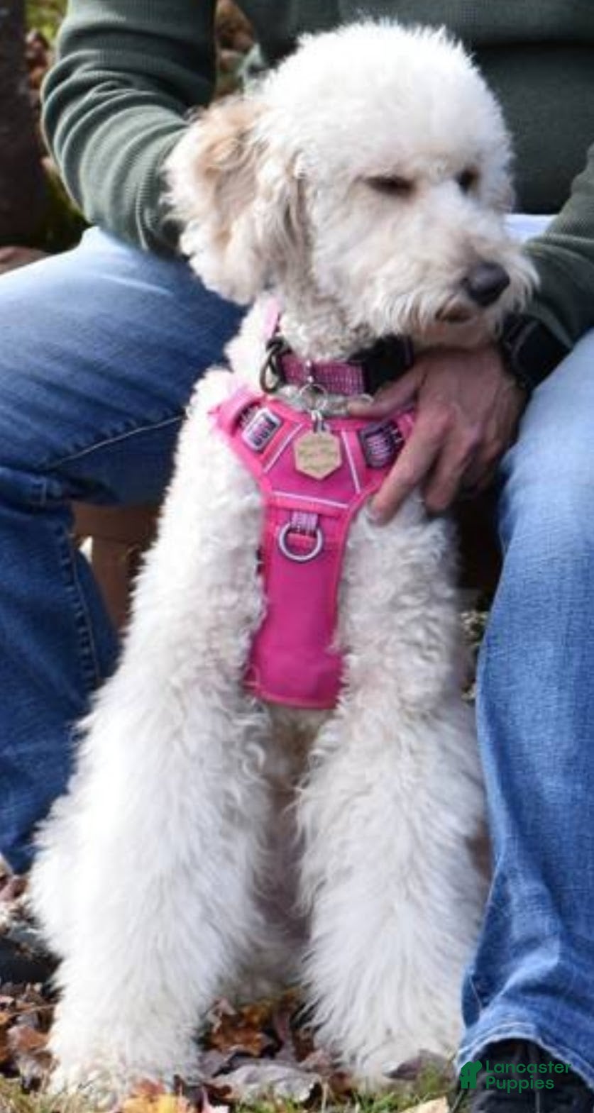 Goldendoodle dogs Simba - Ad 2