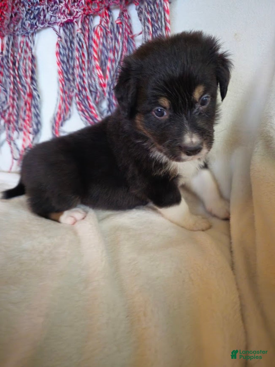 Australian Shepherd dogs for sale: Little J - Ad 2