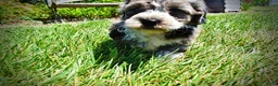 Havapoo dogs for sale: Icon - Ad 10