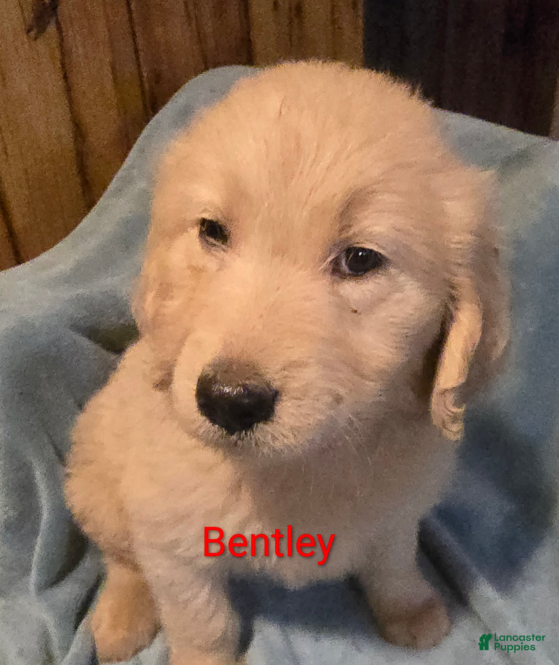 Goldendoodle dogs for sale: Bentley - Ad 1