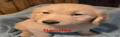 Bentley