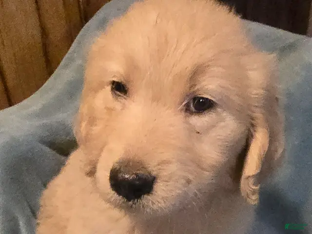 Goldendoodle dogs for sale: Bentley - Ad 1