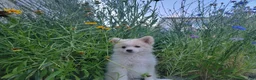 Pomeranian dogs for sale: Arcanine - Ad 10