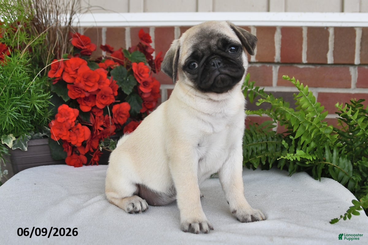 Pug dogs Daisy - Ad 1