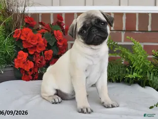 Pug dogs for sale: Daisy - Ad 2