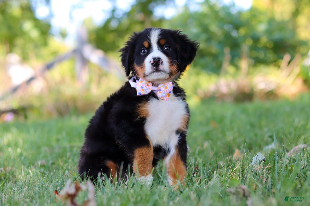 Bernese Mountain Dog dogs for sale: Oakley  - Ad 2