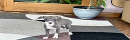 Italian Greyhound dogs for sale: Italian Greyhound 4 blue girl  - Ad 5