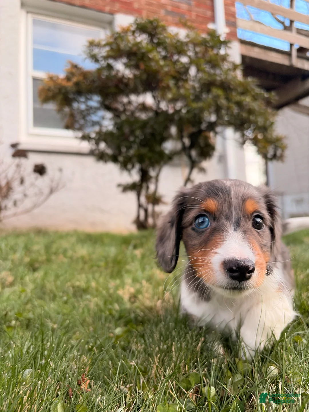 Miniature Dachshund dogs for sale: Nutmeg - Ad 6