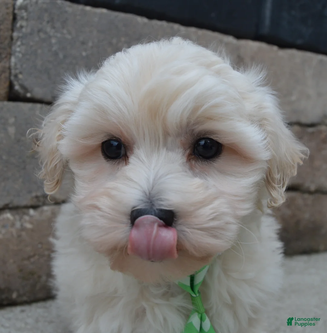 Maltipoo dogs for sale: Milo - Ad 8