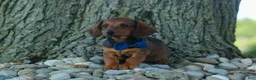Miniature Dachshund dogs for sale: Hunter 💙🐾 - Ad 13
