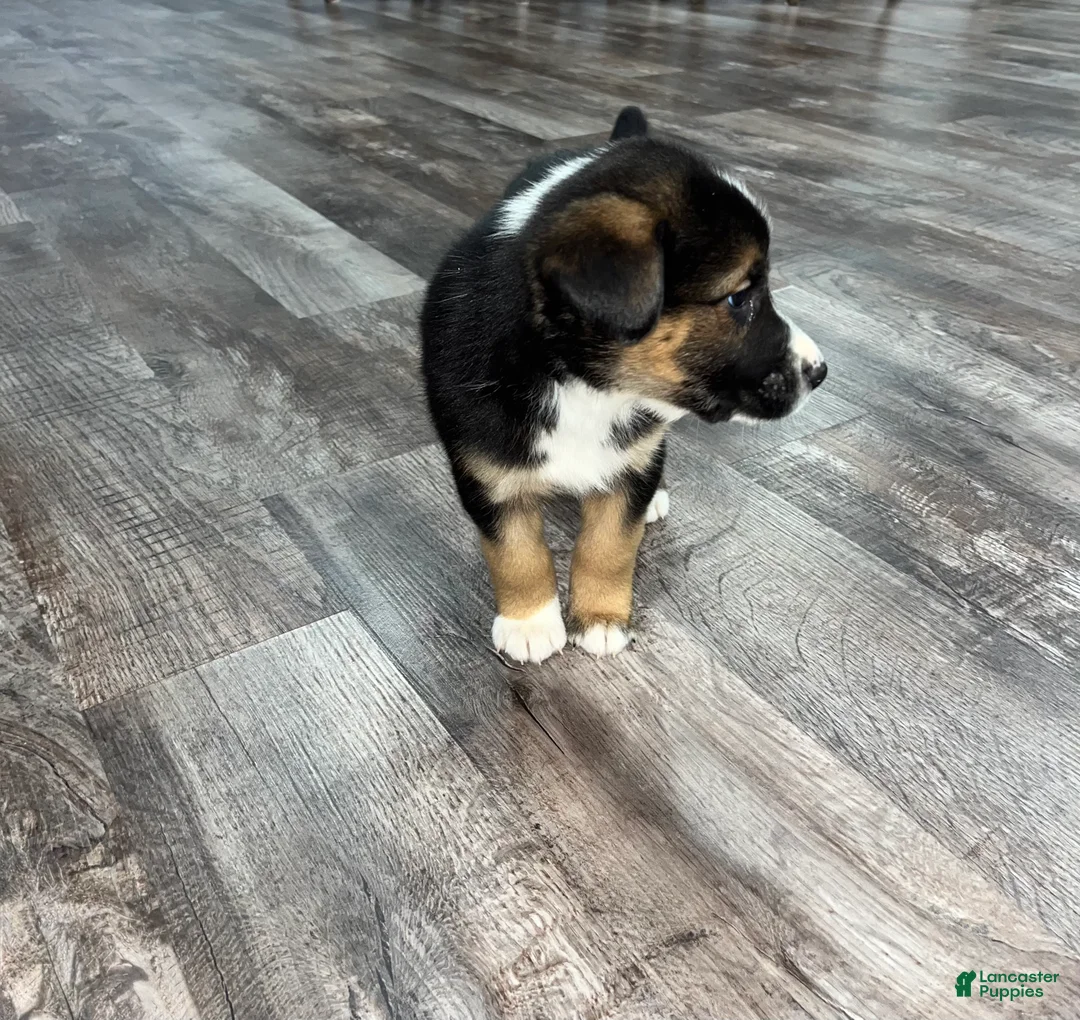 Mixed Breed dogs for sale: Oscar🩵 - Ad 4